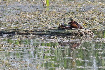 Reptiles and Amphibians
