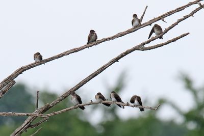 Birds on a Branch