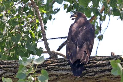 Eagles, Hawks, Osprey, Falcons and Vultures
