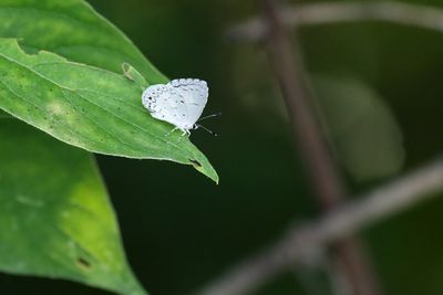 Sign of Summer