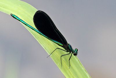 Small Jewel
