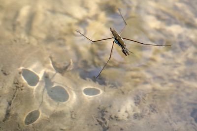 Insects, Worms and Arachnids