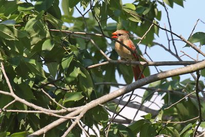 Perching, Song and Other Birds