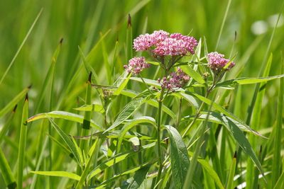 Wetland Wildflower