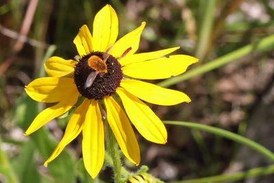 Small Pollinator