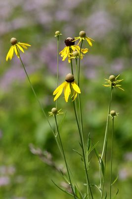 Summer Blooms