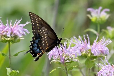 Black Butterfly