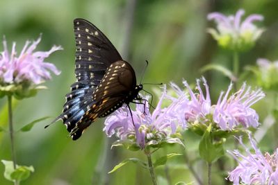 Insects, Worms and Arachnids