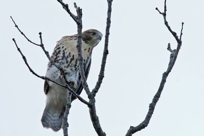 Eagles, Hawks, Osprey, Falcons and Vultures