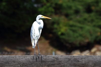 Cranes, Herons, Egrets and Other Shorebirds