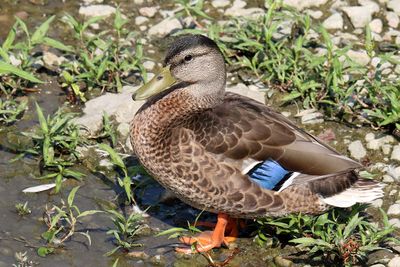 Ducks, Geese, Swans and Pelicans