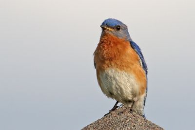 Perched on a Peak