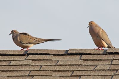 Perching, Song and Other Birds