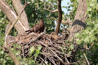 Eagles, Hawks, Osprey, Falcons and Vultures