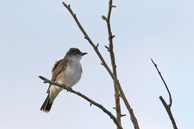 Perching, Song and Other Birds
