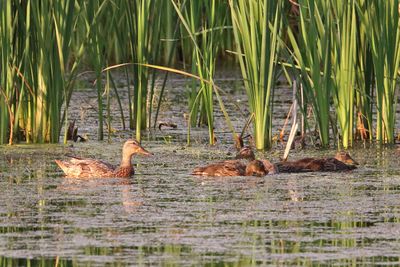 Ducks, Geese, Swans and Pelicans