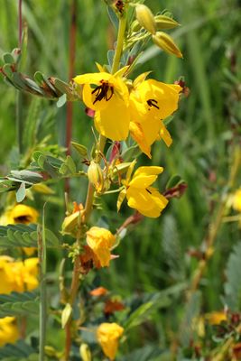 Prairie Pea