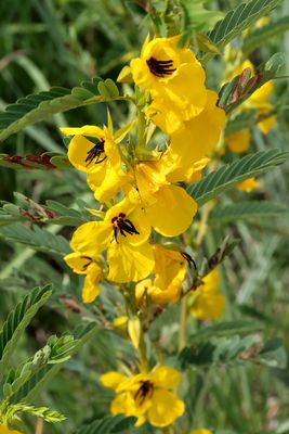 Summer Wildflower