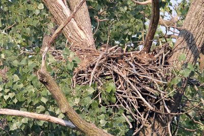 Eagles, Hawks, Osprey, Falcons and Vultures