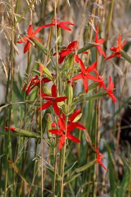 Hot Wildflower