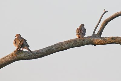 Two Doves