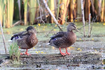 Ms. Mallards