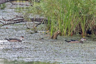 Water Ducks