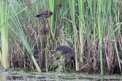 Perching, Song and Other Birds