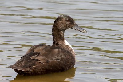 Mixed Mallard