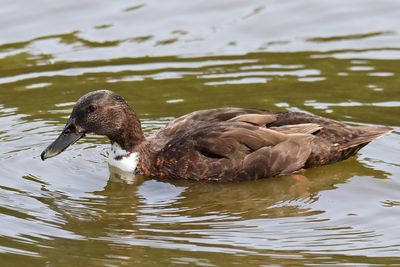 Ducks, Geese, Swans and Pelicans