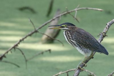 Happy Heron