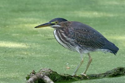 Cranes, Herons, Egrets and Other Shorebirds