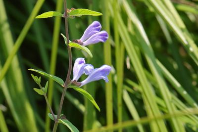 Small Purple
