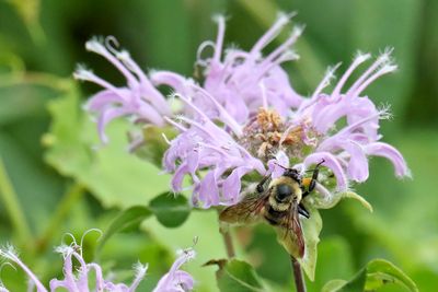 Filling Up on a Flower