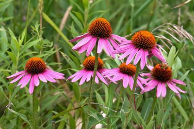 Prairie Purple