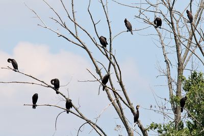 Cast of Cormorants