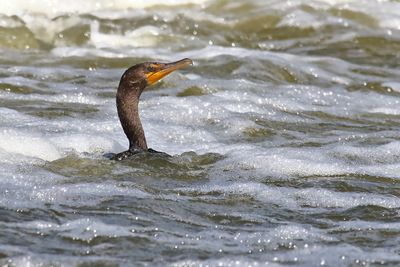 Cormorant Fishing 