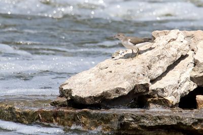 On the Rocks
