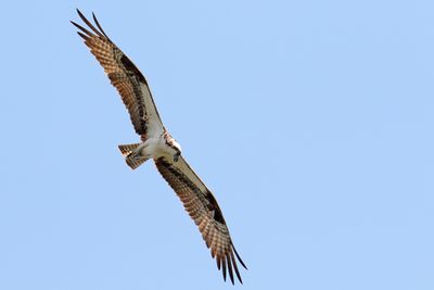 Eagles, Hawks, Osprey, Falcons and Vultures