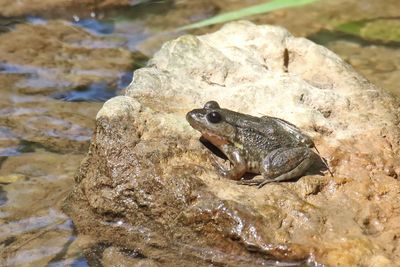 Reptiles and Amphibians