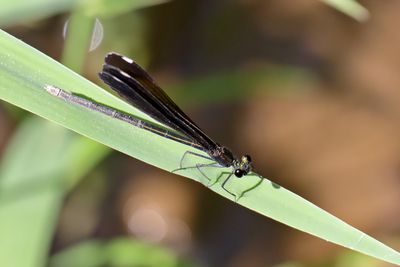 Dark Damselfly