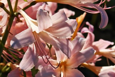 Pretty Pink