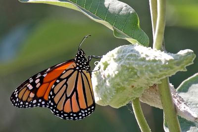 Insects, Worms and Arachnids