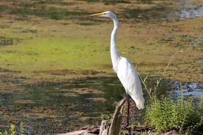 Cranes, Herons, Egrets and Other Shorebirds