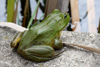 Reptiles and Amphibians