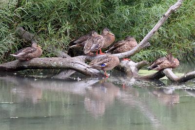 Mallard B&B