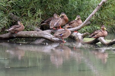 Birds