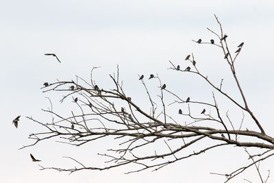 Perching, Song and Other Birds