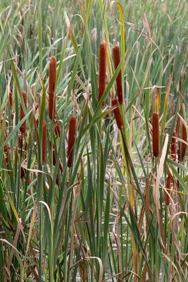 Couple of Cattails