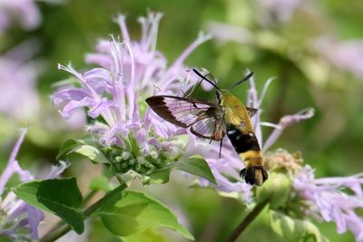 Insects, Worms and Arachnids